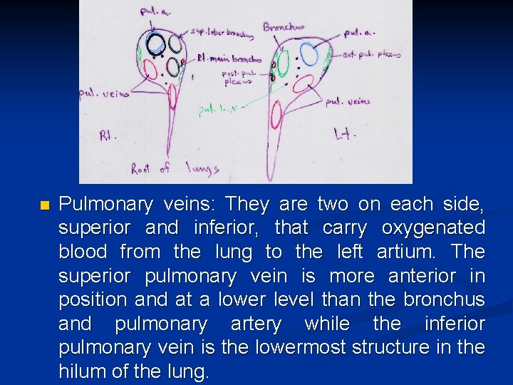 n Pulmonary veins: They are two on each side, superior and inferior, that carry