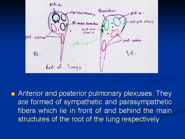 n Anterior and posterior pulmonary plexuses: They are formed of sympathetic and parasympathetic fibers