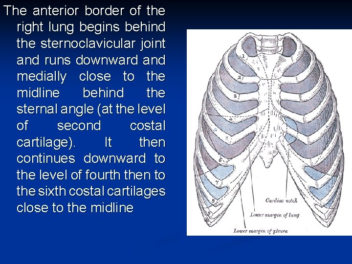 The anterior border of the right lung begins behind the sternoclavicular joint and runs