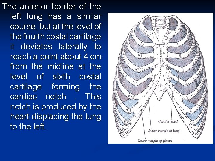 The anterior border of the left lung has a similar course, but at the
