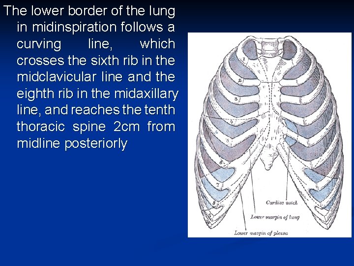 The lower border of the lung in midinspiration follows a curving line, which crosses