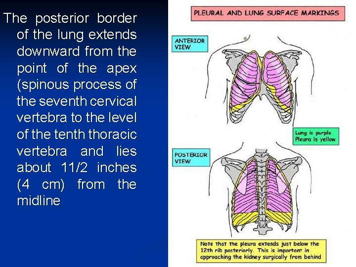 The posterior border of the lung extends downward from the point of the apex