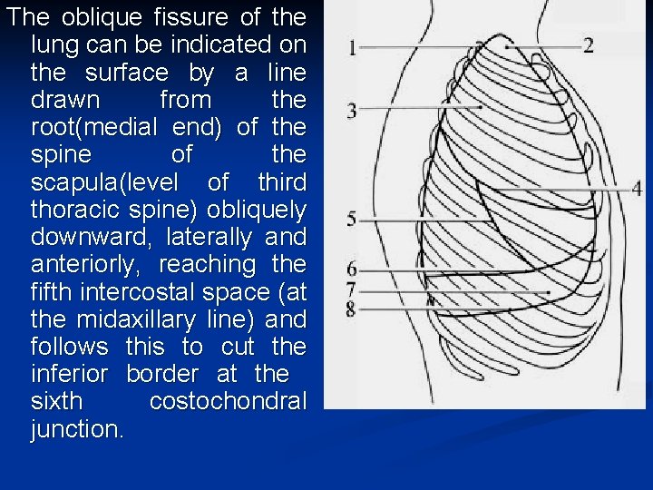 The oblique fissure of the lung can be indicated on the surface by a