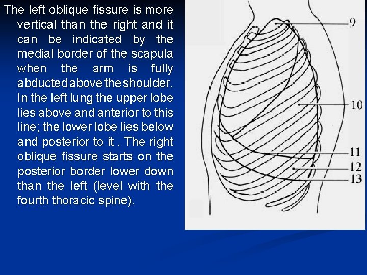 The left oblique fissure is more vertical than the right and it can be