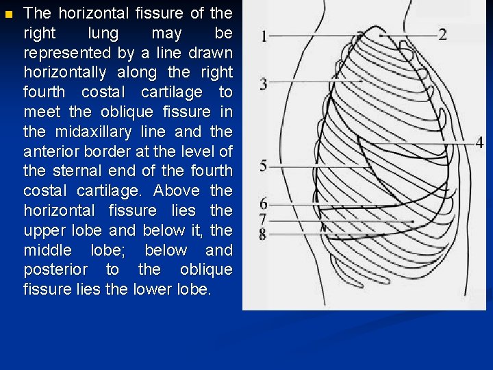 n The horizontal fissure of the right lung may be represented by a line