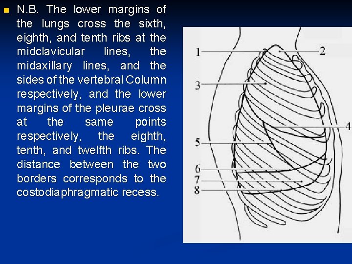 n N. B. The lower margins of the lungs cross the sixth, eighth, and