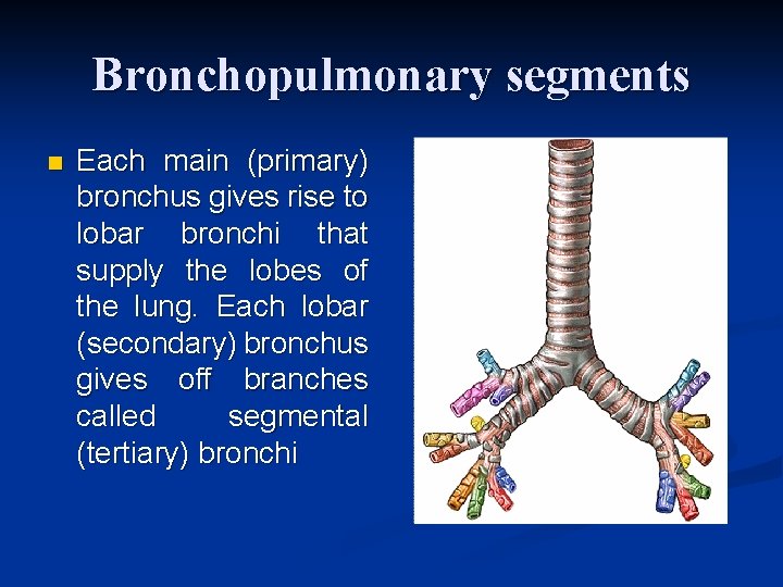 Bronchopulmonary segments n Each main (primary) bronchus gives rise to lobar bronchi that supply