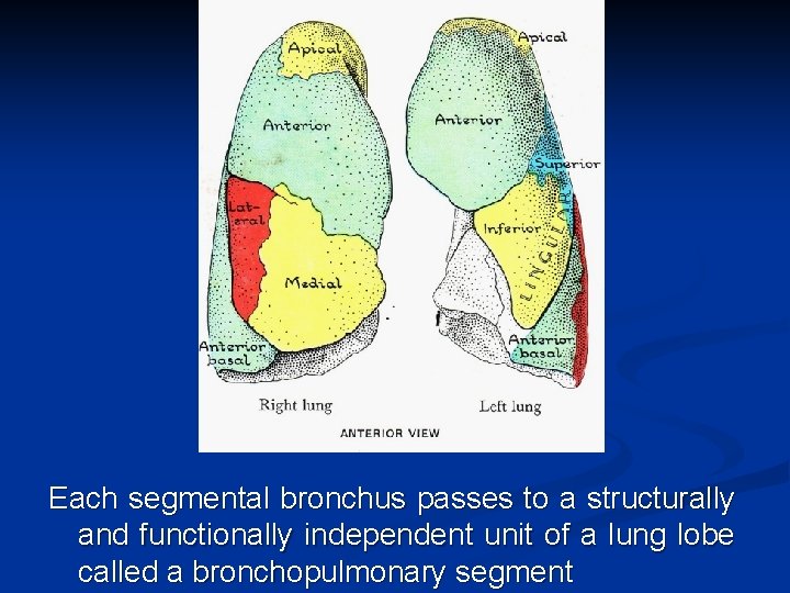 Each segmental bronchus passes to a structurally and functionally independent unit of a lung