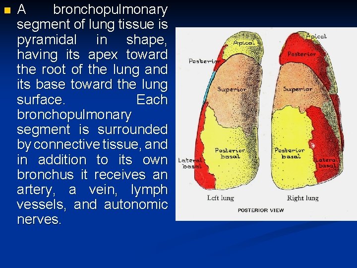 n A bronchopulmonary segment of lung tissue is pyramidal in shape, having its apex