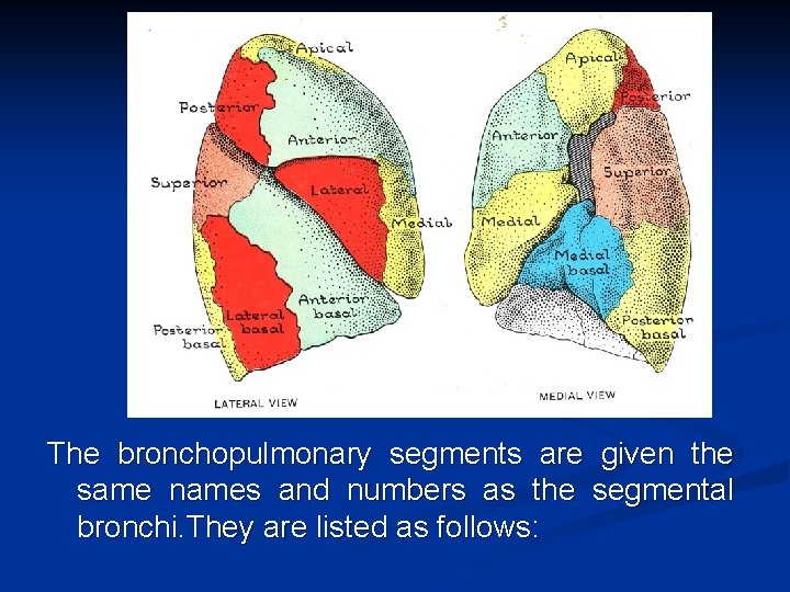 The bronchopulmonary segments are given the same names and numbers as the segmental bronchi.