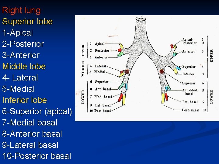 Right lung Superior lobe 1 -Apical 2 -Posterior 3 -Anterior Middle lobe 4 -