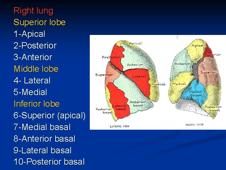 Right lung Superior lobe 1 -Apical 2 -Posterior 3 -Anterior Middle lobe 4 -