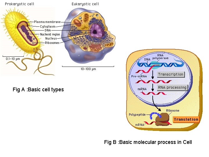 Fig A : Basic cell types Fig B : Basic molecular process in Cell