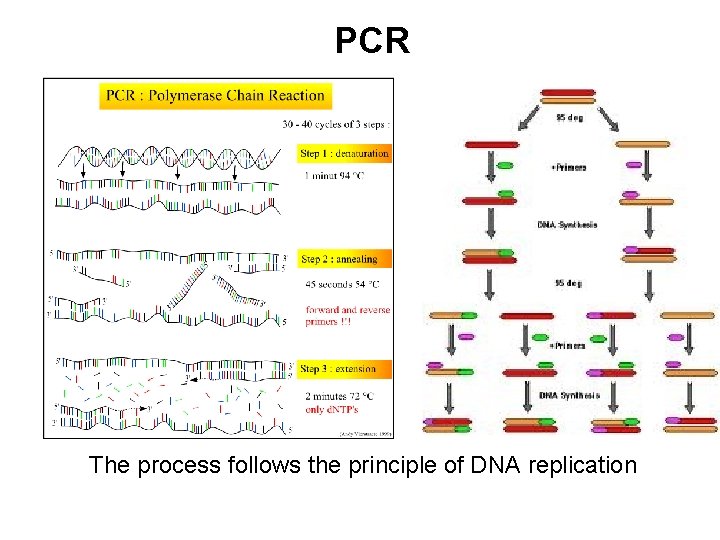 PCR The process follows the principle of DNA replication 