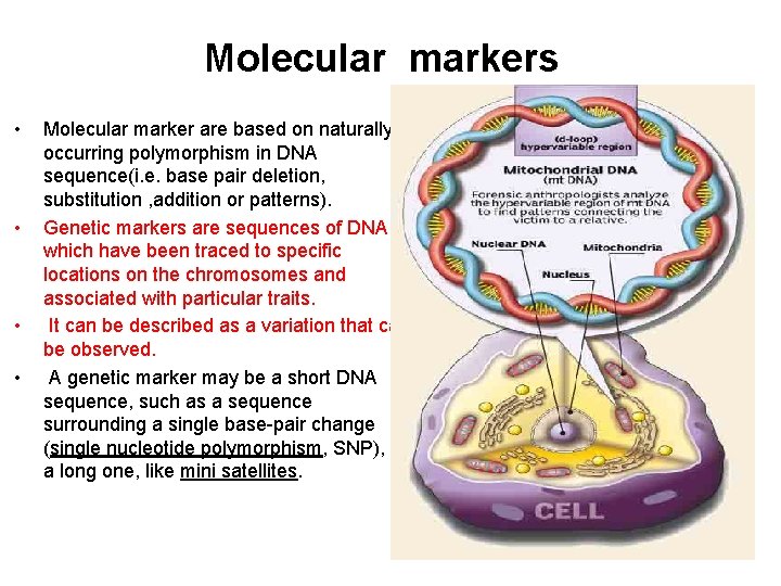 Molecular markers • • Molecular marker are based on naturally occurring polymorphism in DNA
