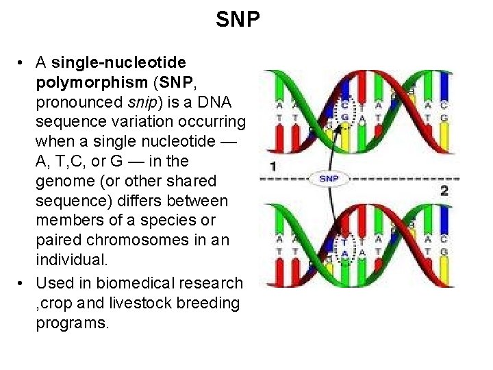 SNP • A single-nucleotide polymorphism (SNP, pronounced snip) is a DNA sequence variation occurring