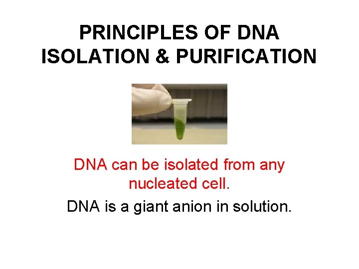 PRINCIPLES OF DNA ISOLATION & PURIFICATION DNA can be isolated from any nucleated cell.