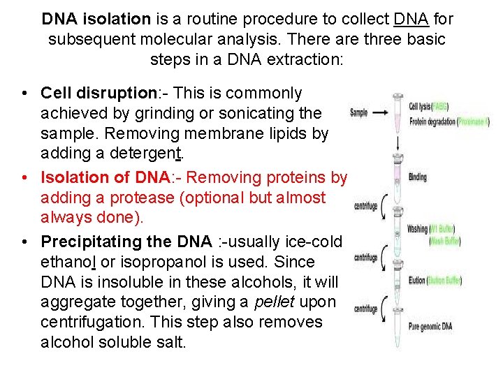 DNA isolation is a routine procedure to collect DNA for subsequent molecular analysis. There