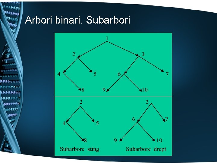 Arbori binari. Subarbori 