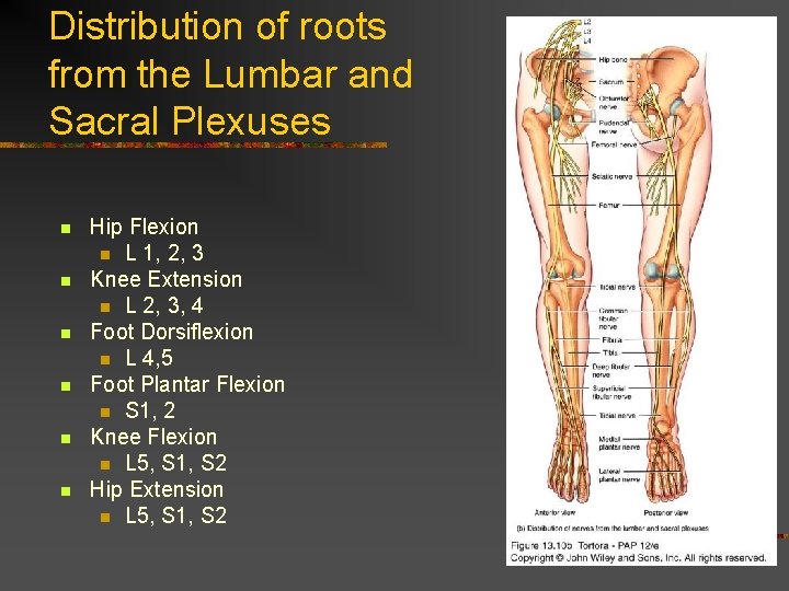 Distribution of roots from the Lumbar and Sacral Plexuses n n n Hip Flexion Distribution of roots from the Lumbar and Sacral Plexuses n n n Hip Flexion