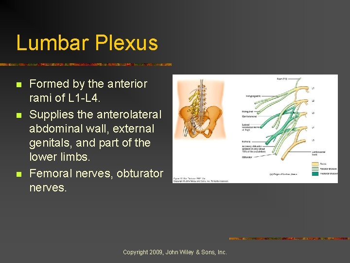 Lumbar Plexus n n n Formed by the anterior rami of L 1 -L Lumbar Plexus n n n Formed by the anterior rami of L 1 -L