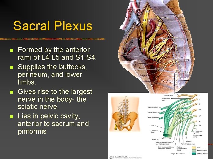 Sacral Plexus n n Formed by the anterior rami of L 4 -L 5 Sacral Plexus n n Formed by the anterior rami of L 4 -L 5