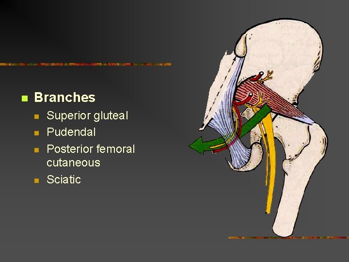 n Branches n n Superior gluteal Pudendal Posterior femoral cutaneous Sciatic  n Branches n n Superior gluteal Pudendal Posterior femoral cutaneous Sciatic
