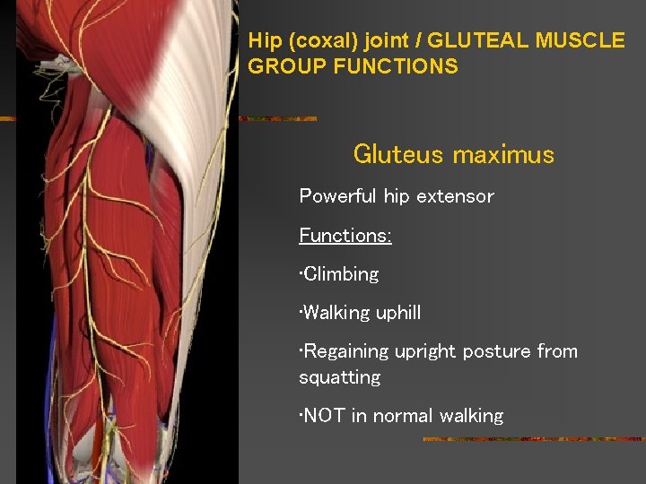 Hip (coxal) joint / GLUTEAL MUSCLE GROUP FUNCTIONS Gluteus maximus Powerful hip extensor Functions: Hip (coxal) joint / GLUTEAL MUSCLE GROUP FUNCTIONS Gluteus maximus Powerful hip extensor Functions:
