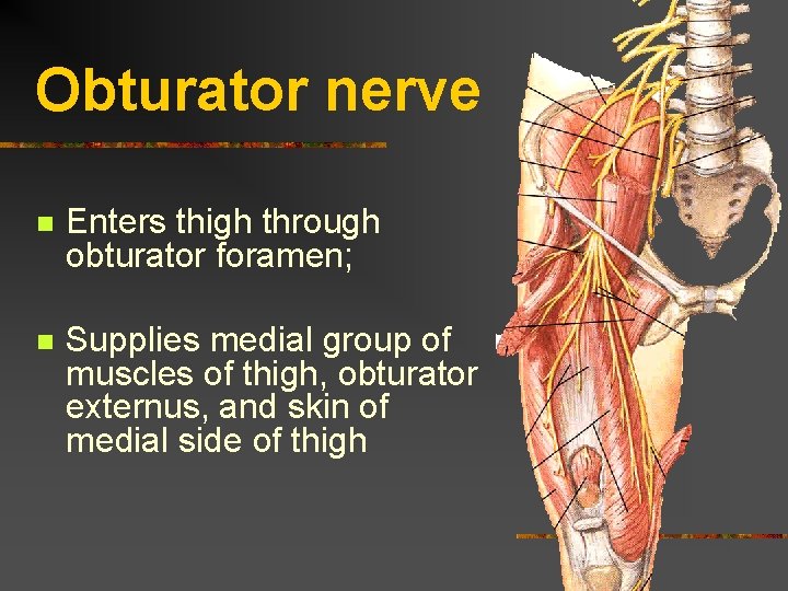 Obturator nerve n Enters thigh through obturator foramen; n Supplies medial group of muscles Obturator nerve n Enters thigh through obturator foramen; n Supplies medial group of muscles