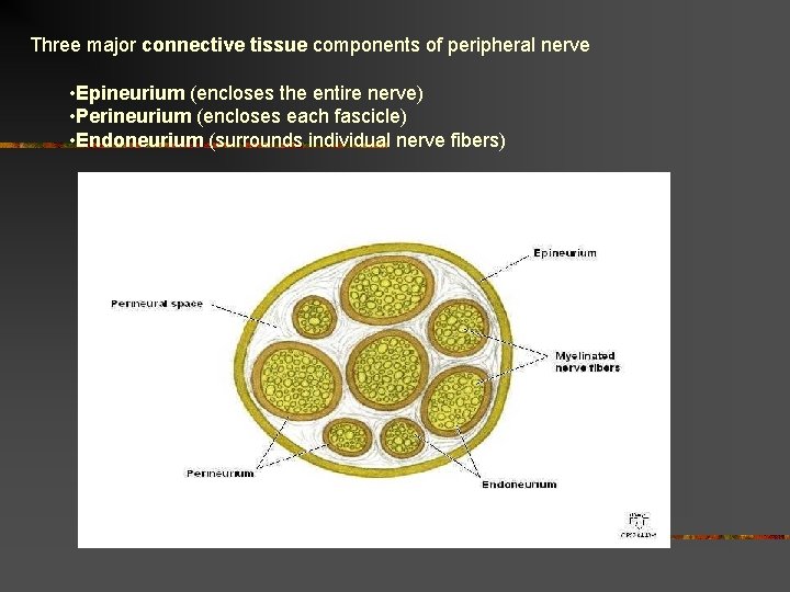 Three major connective tissue components of peripheral nerve • Epineurium (encloses the entire nerve) Three major connective tissue components of peripheral nerve • Epineurium (encloses the entire nerve)