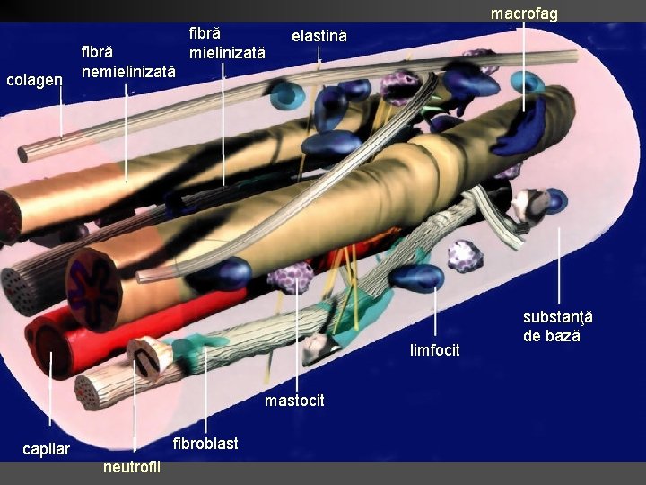 macrofag colagen fibră nemielinizată fibră mielinizată elastină limfocit mastocit capilar fibroblast neutrofil substanţă de macrofag colagen fibră nemielinizată fibră mielinizată elastină limfocit mastocit capilar fibroblast neutrofil substanţă de