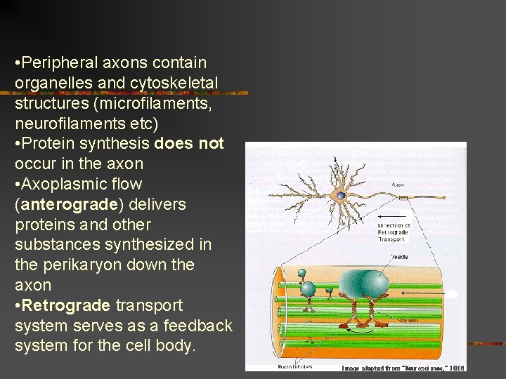• Peripheral axons contain organelles and cytoskeletal structures (microfilaments, neurofilaments etc) • Protein  • Peripheral axons contain organelles and cytoskeletal structures (microfilaments, neurofilaments etc) • Protein