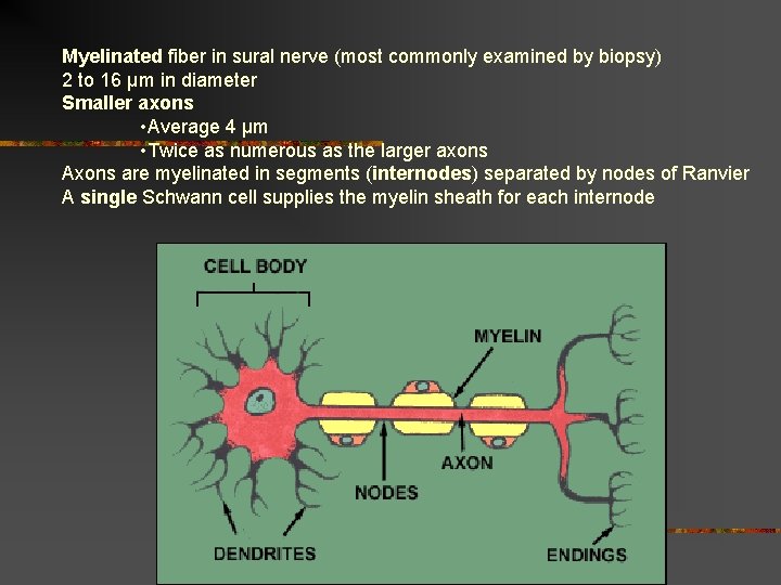 Myelinated fiber in sural nerve (most commonly examined by biopsy) 2 to 16 µm Myelinated fiber in sural nerve (most commonly examined by biopsy) 2 to 16 µm