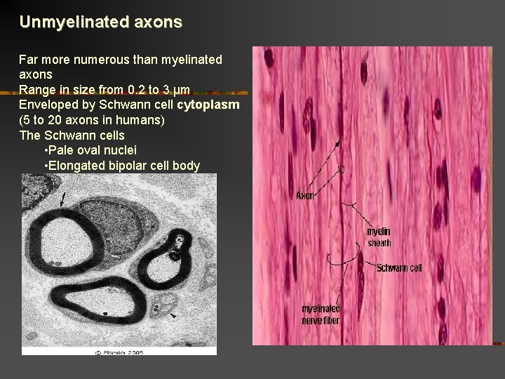 Unmyelinated axons Far more numerous than myelinated axons Range in size from 0. 2 Unmyelinated axons Far more numerous than myelinated axons Range in size from 0. 2
