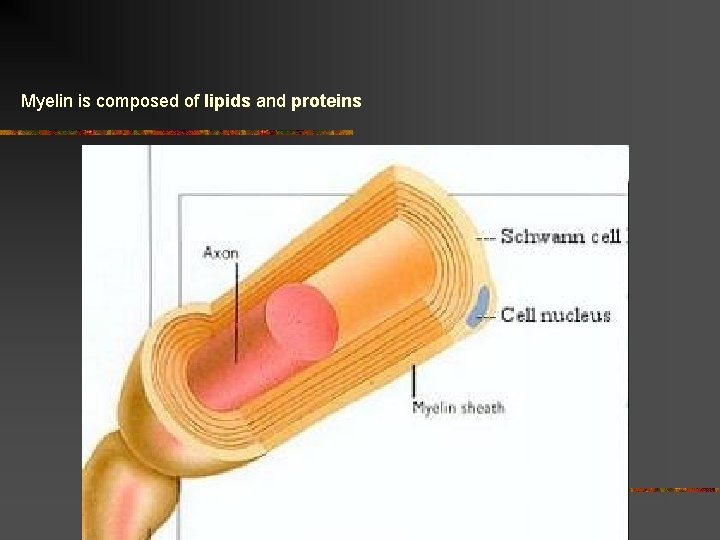 Myelin is composed of lipids and proteins  Myelin is composed of lipids and proteins