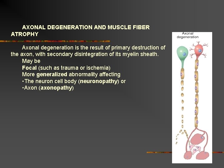 AXONAL DEGENERATION AND MUSCLE FIBER ATROPHY Axonal degeneration is the result of primary destruction AXONAL DEGENERATION AND MUSCLE FIBER ATROPHY Axonal degeneration is the result of primary destruction