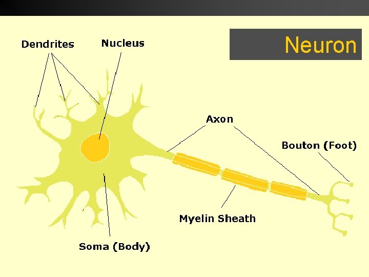 Neuron  Neuron