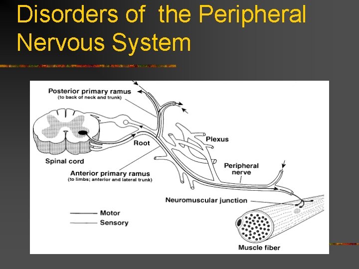 Disorders of the Peripheral Nervous System  Disorders of the Peripheral Nervous System