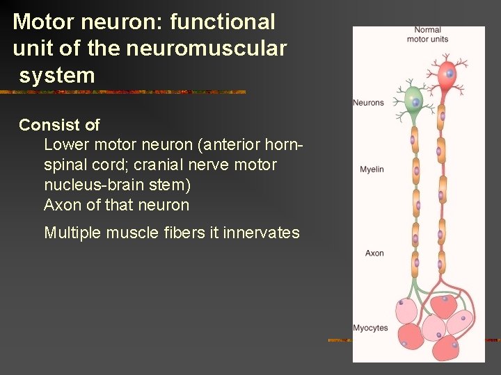 Motor neuron: functional unit of the neuromuscular system Consist of Lower motor neuron (anterior Motor neuron: functional unit of the neuromuscular system Consist of Lower motor neuron (anterior