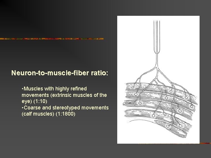 Neuron-to-muscle-fiber ratio: • Muscles with highly refined movements (extrinsic muscles of the eye) (1: Neuron-to-muscle-fiber ratio: • Muscles with highly refined movements (extrinsic muscles of the eye) (1: