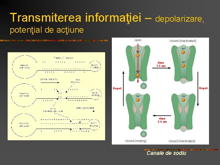 Transmiterea informaţiei – depolarizare, potenţial de acţiune Canale de sodiu  Transmiterea informaţiei – depolarizare, potenţial de acţiune Canale de sodiu