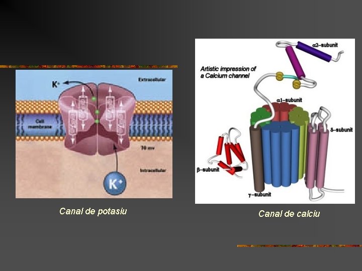 Canal de potasiu Canal de calciu  Canal de potasiu Canal de calciu