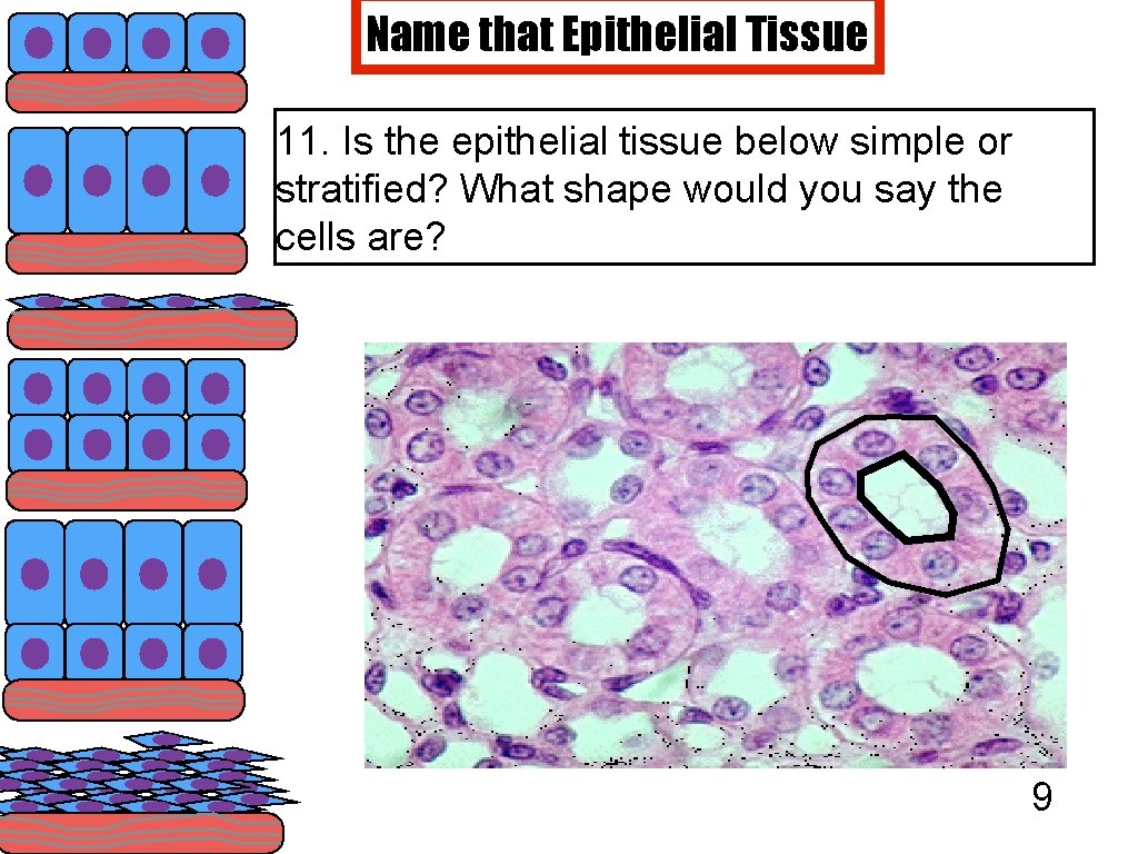 Name that Epithelial Tissue 11. Is the epithelial tissue below simple or stratified? What