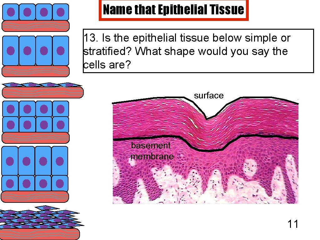 Name that Epithelial Tissue 13. Is the epithelial tissue below simple or stratified? What