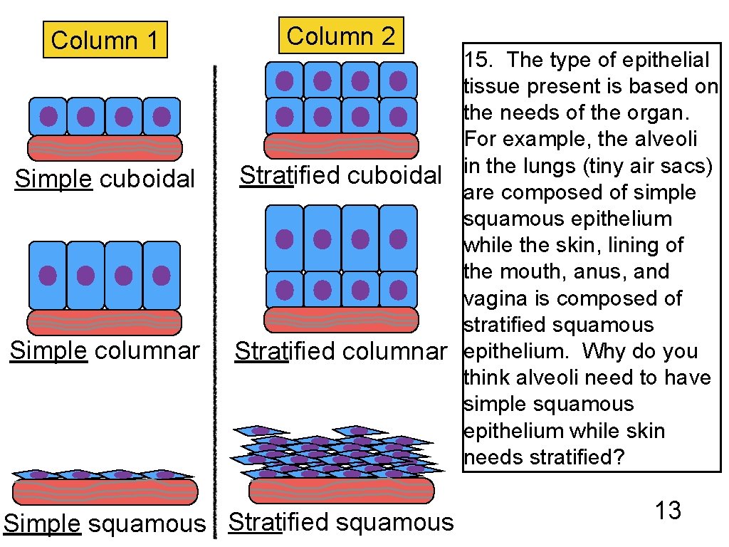 Column 1 Simple cuboidal Simple columnar Column 2 15. The type of epithelial tissue
