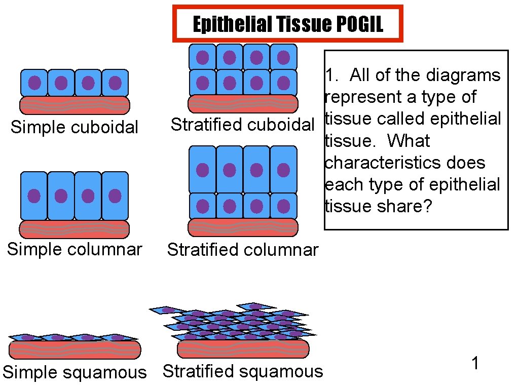 Epithelial Tissue POGIL Simple cuboidal Simple columnar 1. All of the diagrams represent a Epithelial Tissue POGIL Simple cuboidal Simple columnar 1. All of the diagrams represent a