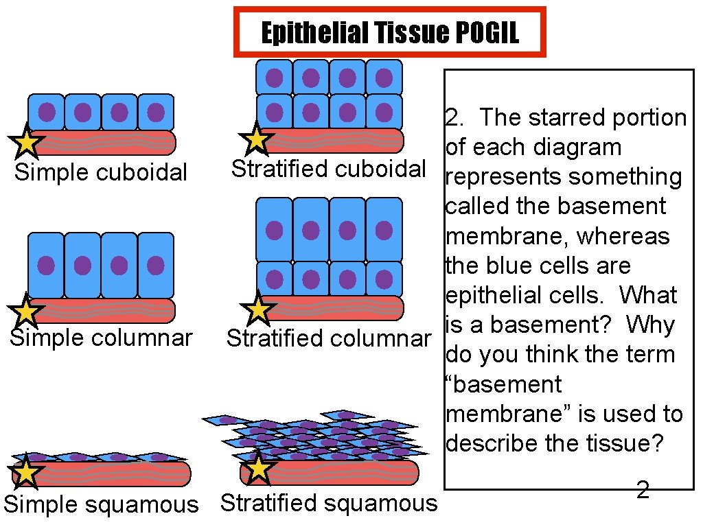 Epithelial Tissue POGIL Simple cuboidal Simple columnar 2. The starred portion of each diagram