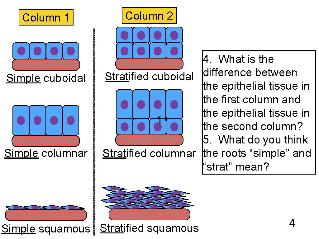 Column 1 Simple cuboidal Simple columnar Column 2 4. What is the Stratified cuboidal