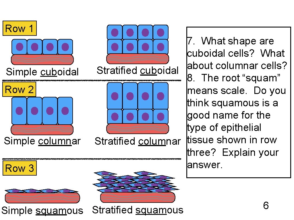 Row 1 Simple cuboidal Row 2 Simple columnar Row 3 7. What shape are