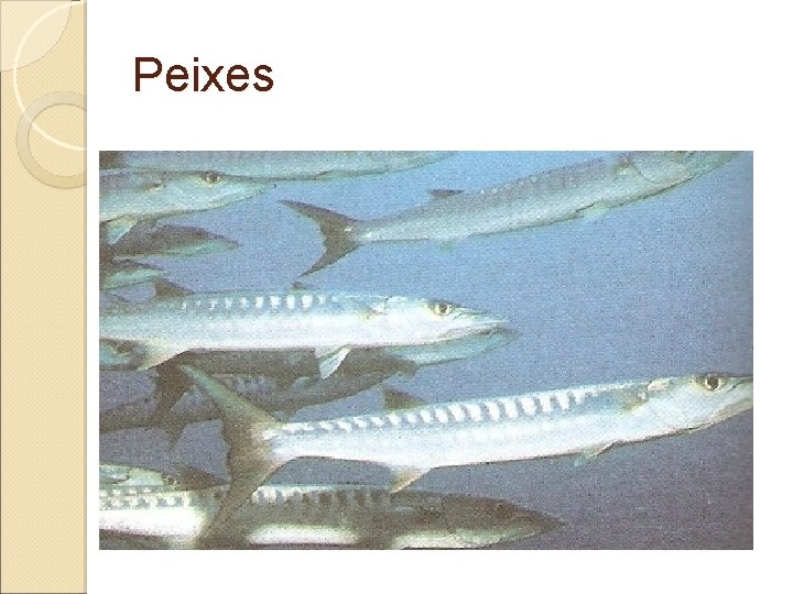 Peixes 